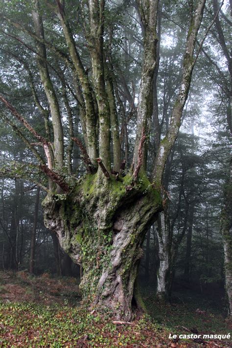 Le Charme Du Naturisme Dans Le Morvan Les T Tards Arboricoles