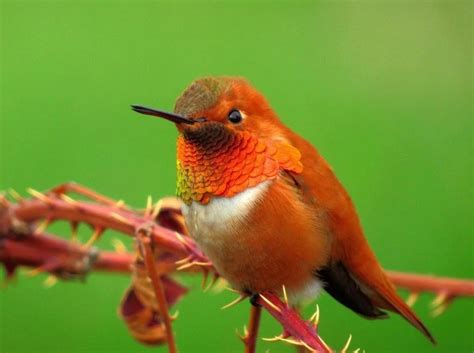 Hummingbirds In New York Picture And Id Guide