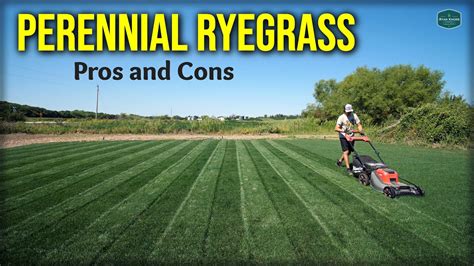 Perennial Ryegrass Pros And Cons Youtube