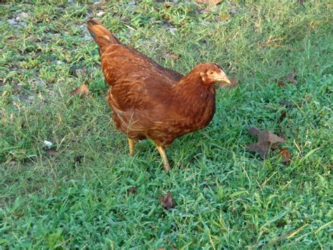 Chicken Breed Focus - Buckeye | BackYard Chickens - Learn How to Raise ...