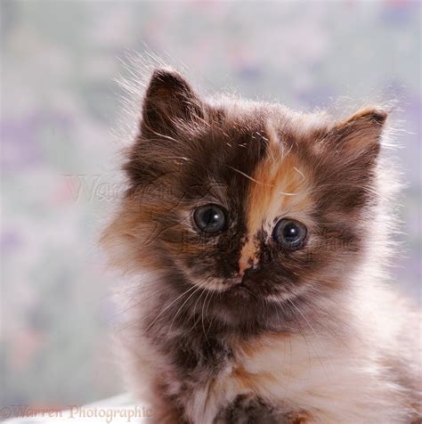 Fluffy Tortoiseshell Kitten Photo Wp08342