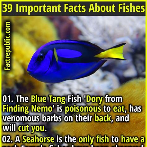 39 Important Facts About Fishes And Why They Need To Be Protected