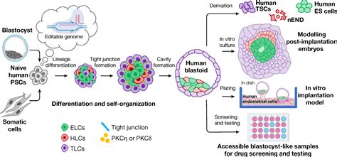 Human Blastoid Blastocyst Like Structures Generated From Human