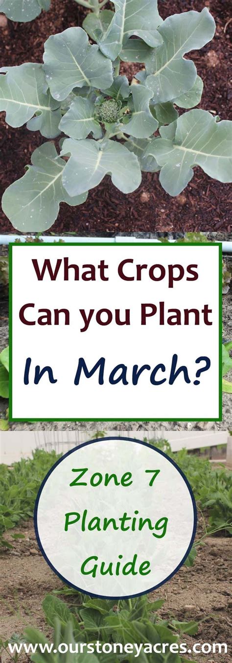 March Planting Guide For Zone 7 Our Stoney Acres Organic Gardening Tips Organic Vegetable