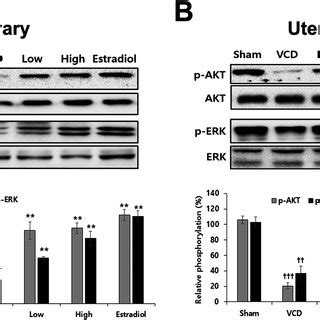 Effects Of Sth Kp On The Expression Of P Akt And P Erk In The