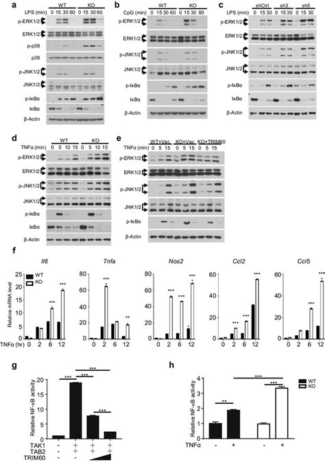 Trim Negatively Regulates Tlr Mediated Mapk And Nf B Signaling