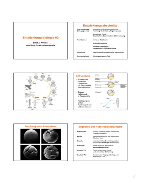 Entwicklungsbiologie