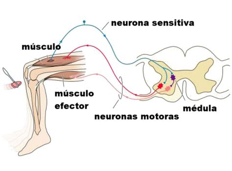 La Funci N De Relaci N El Sistema Nervioso Pictoeduca