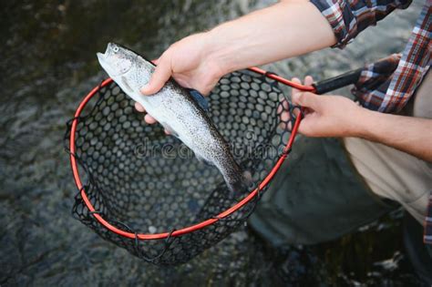 Pescador Recogiendo Una Gran Trucha Arco Iris De Su Red De Pesca Foto