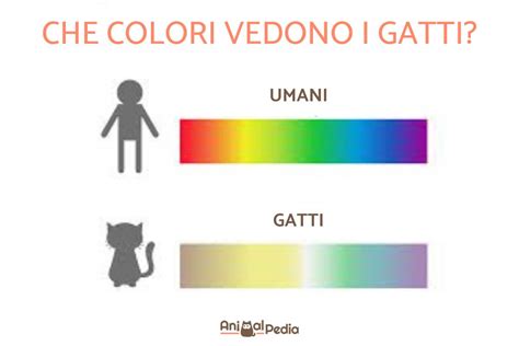 I Gatti Vedono I Colori La Vista Del Gatto