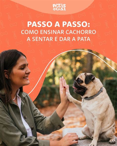 Passo A Passo Como Ensinar Cachorro A Sentar E Dar A Pata Cachorro