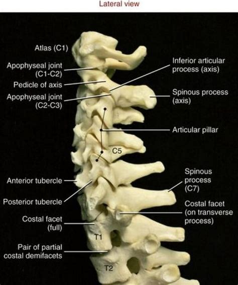 Image Backpain Human Anatomy And Physiology Anatomy Bones Human