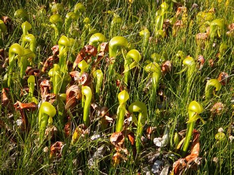 Cobra Lily Or California Pitcher Plant Found In Northern California