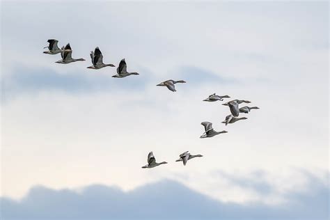 Why Do Birds Fly in a V Formation? The 2 Main Reasons - Optics Mag