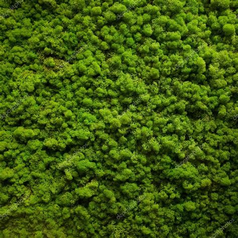 Textura De Musgo 2024