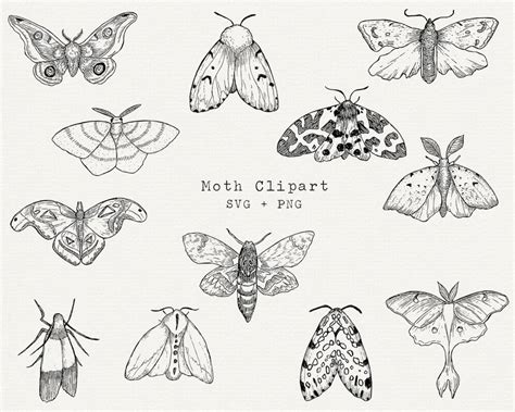 Moth Svg Moths Clipart Moth Svg Bundle Moth Line Drawing Cut File