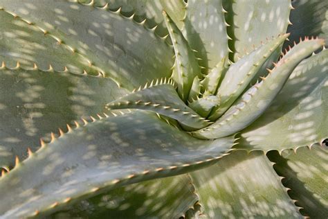 Aloe Maculata Care: How to Grow & Care for the Soap Aloe Plant