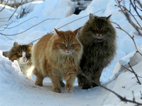 Norwegian Forest Cats | FallinPets