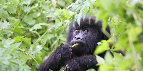 16 Days Uganda Rwanda Congo Safari: Gorillas, Chimps & Nyiragongo