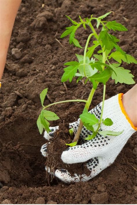 When to Start Vegetable Seeds Indoors