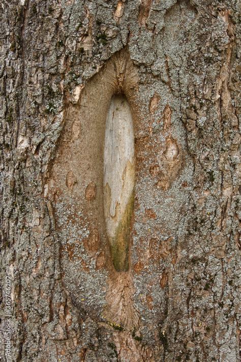 Foto De Tree Trunk With A Knot In The Shape Of A Vagina Vulva Symbol