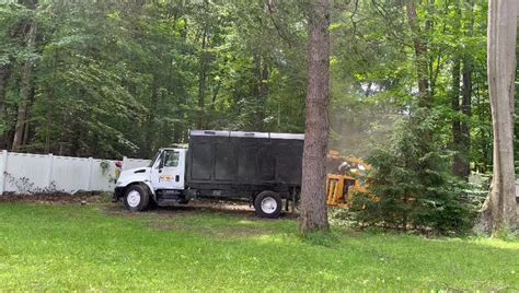 tree services tree boss tree services  jersey