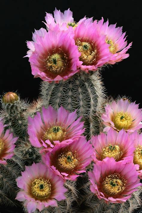 Echinocereus Cactus Cactusfarmeu Agricultural Enterprise Of Michele