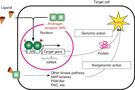 Biological Actions Of Androgens Via Ars Androgen Binds To The Ar The