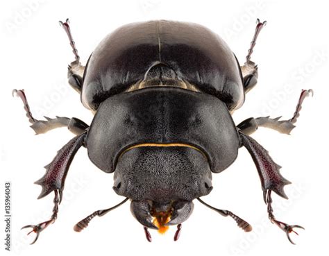 Stag Beetle Lucanus Cervus Female Isolated On White Background Front