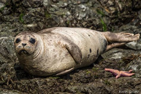 Seals - My Wildlife Diaries in Pictures