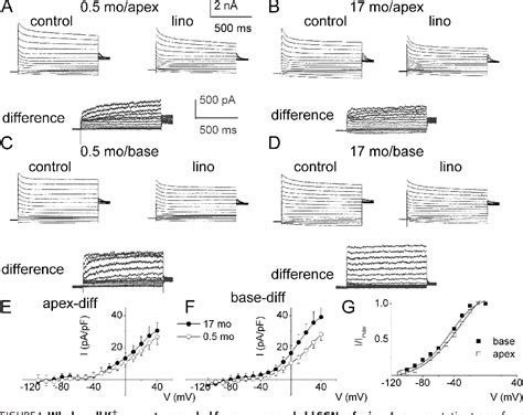 Figure From Kv Type Channel Currents In Spiral Ganglion Neurons