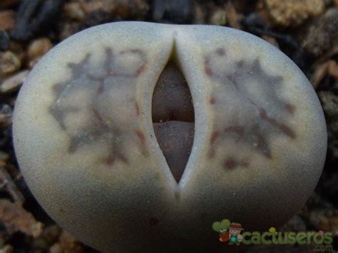 Lithops Schwantesii Ssp Schwantesii V Schwantesii Lithops Cacti