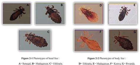 Phenotypes Of Head And Body Lice Collected From African Countries