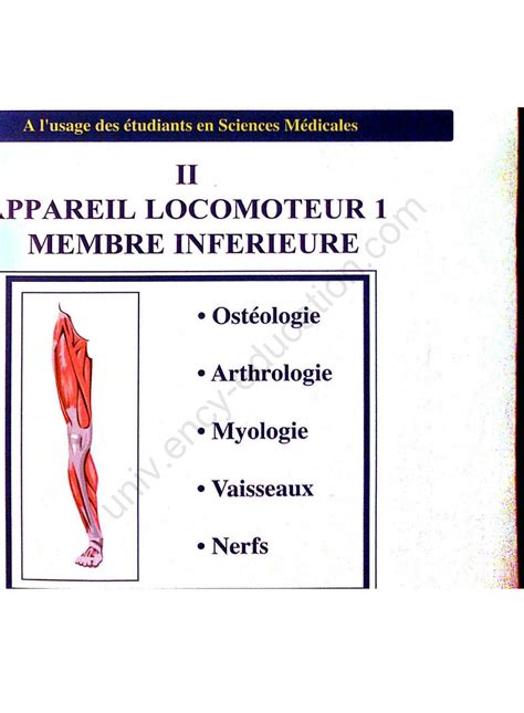 Solution Anatomie Du Membre Inf Rieur Studypool