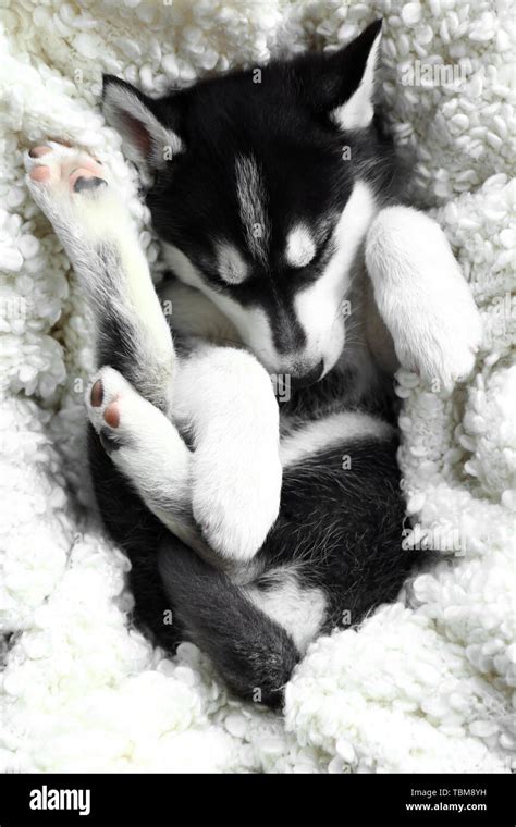 Cute Husky puppy sleeping at home Stock Photo - Alamy