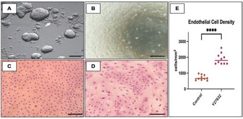 Ijms Free Full Text A Framework For Human Corneal Endothelial Cell