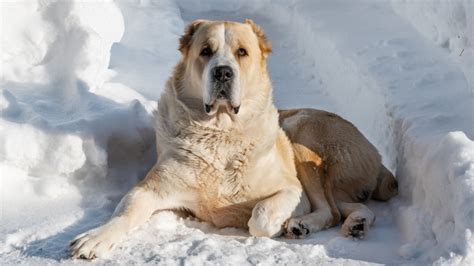 Cane Da Pastore Dellasia Centrale Tutte Le Informazioni Sulla Razza