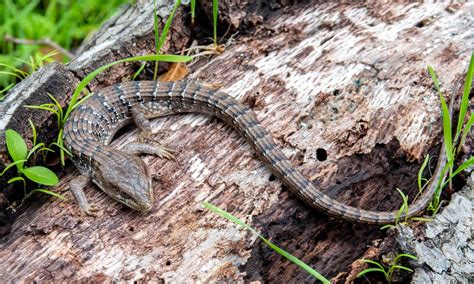 Texas Spiny Lizard - A-Z Animals