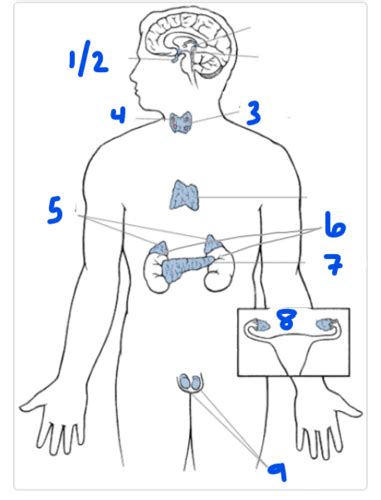 Bioe Endocrine Review Flashcards Quizlet