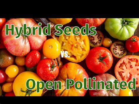 Hybrid Seeds Vs Open Pollinated Seeds Which Are Better Youtube