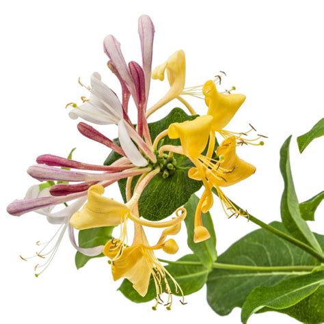 Honeysuckle Fragrance Oil