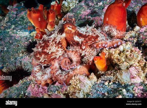 Giant Pacific Octopus Enteroctopus Dofleini Photographed In The Sea