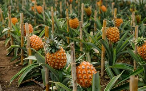 Jak rośnie ananas w doniczce Pielęgnacja i Uprawa