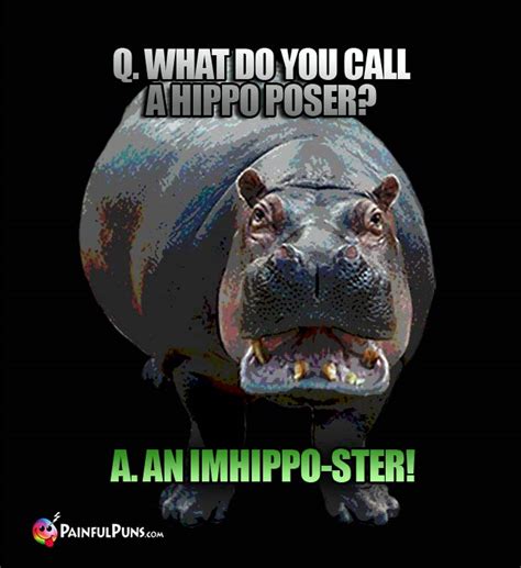 Hippo Jokes Hippopotamus Puns