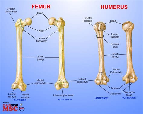 Human Femur Bone