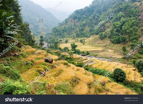 Rice Fields In Nepal Village In Nepal Stock Photo 75256429 Shutterstock