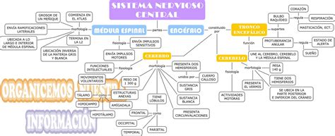Mapa Conceptual Del Sistema Nervioso Central Porn Sex Picture