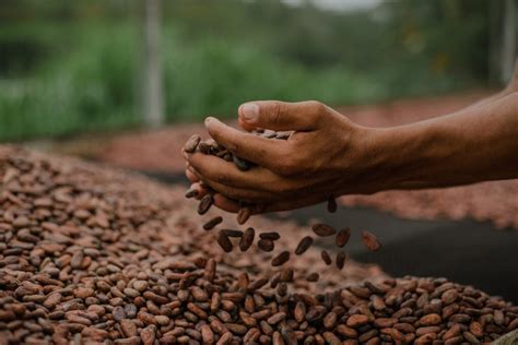 Brasil Cacauicultura Dengo apoia produtores de cacau na regeneração