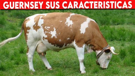 Ganado Guernsey Caracter Sticas Vacas Lecheras Guernsey Youtube