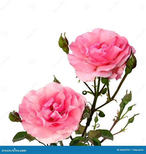 Two Pink Roses On White Stock Image Image Of Life Copyspace 43644701